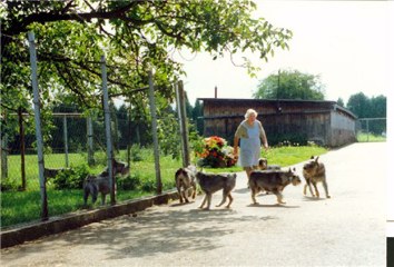 Züchterin Frau Haidle mit Hunden vom Hühnerhof Ruit
Bild + Information: Walther Raspe
